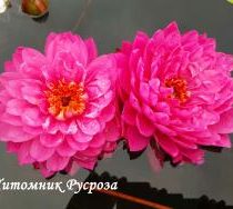 Нимфея (кувшинка) 