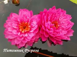 Нимфея (кувшинка) 