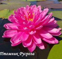 Нимфея (кувшинка) 