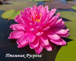 Нимфея (кувшинка) 