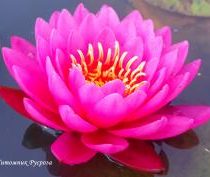 Нимфея (кувшинка) 