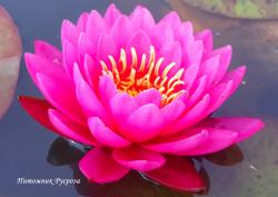 Нимфея (кувшинка) 