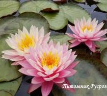 Нимфея (кувшинка) 