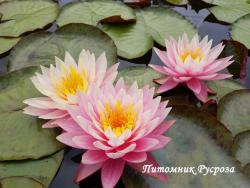 Нимфея (кувшинка) 