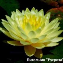 Нимфея (кувшинка) 