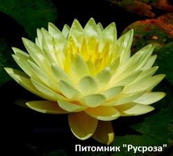 Нимфея (кувшинка) 