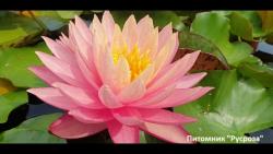 Нимфея (кувшинка) 