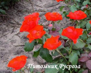 AMSTERDAM ШТ 80-110