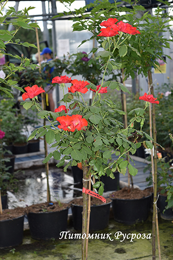 AMSTERDAM ШТ 80-110