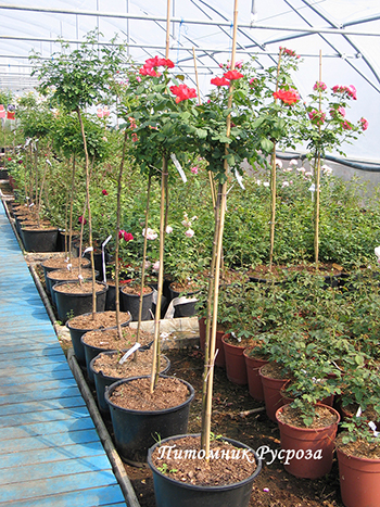 AMSTERDAM ШТ 80-110