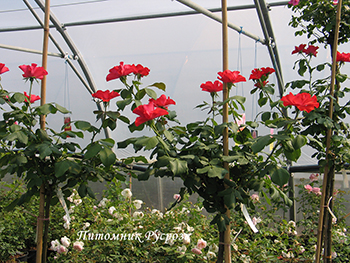 AMSTERDAM ШТ 80-110