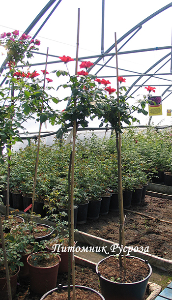 AMSTERDAM ШТ 80-110