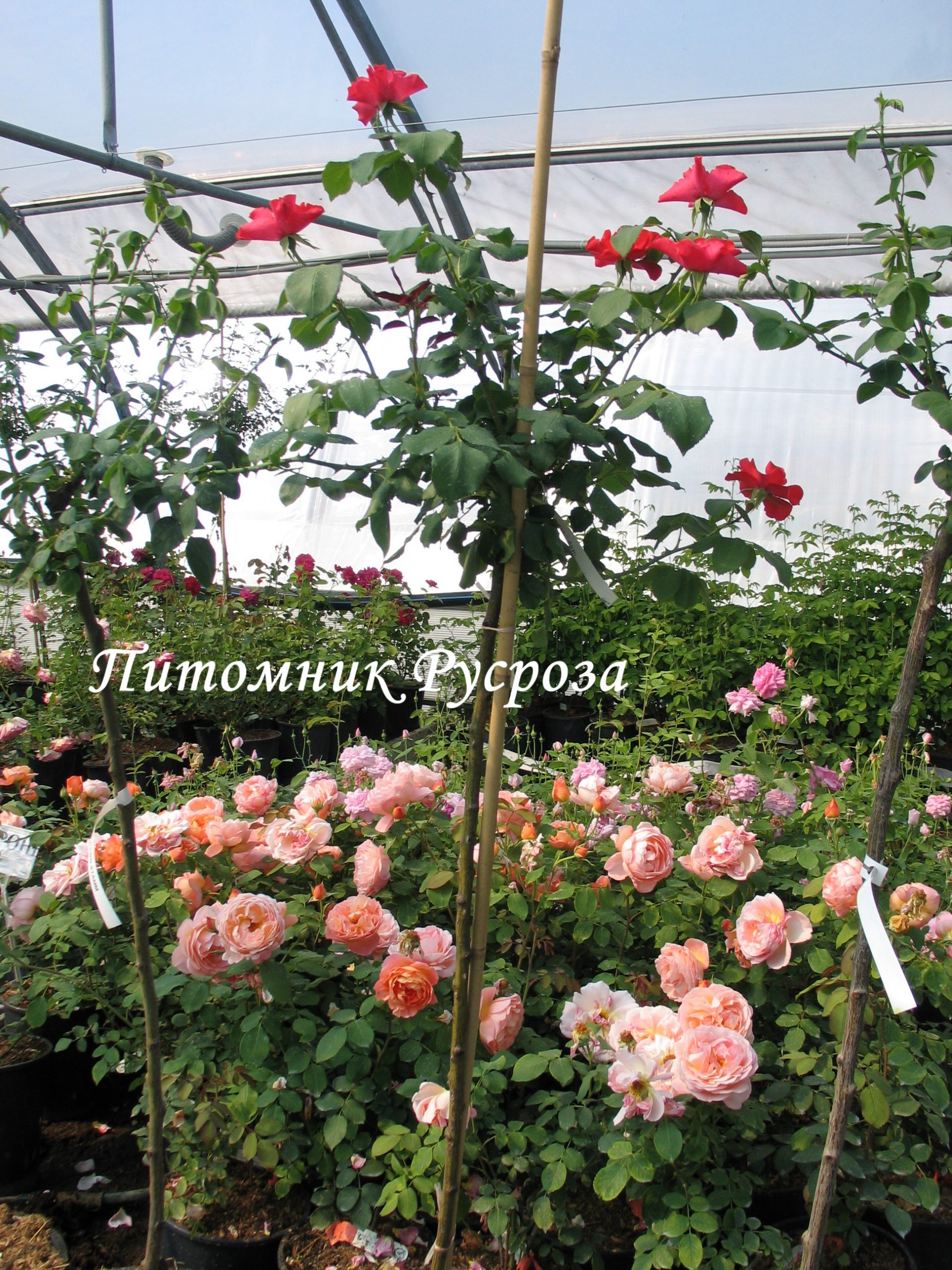 AMSTERDAM ШТ 80-110