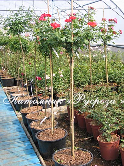 AMSTERDAM ШТ 80-110