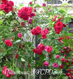 AMSTERDAM ШТ 80-110