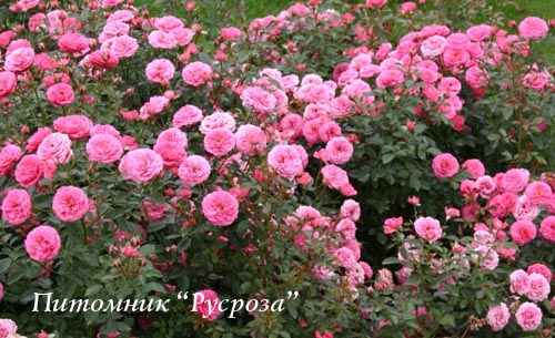 AMULETT (TANALUMA) ШТ 50-70