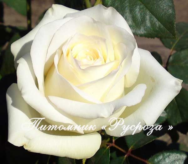 ANASTASIA (NIRPWHI) ШТ 80-110