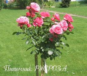 ANGELA ШТ 125-135