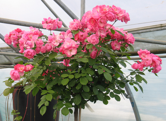ANGELA ШТ 125-135