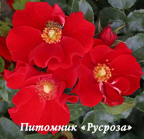 ALEXANDER VON HUMBOLDT