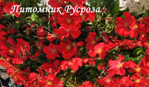 ALEXANDER VON HUMBOLDT