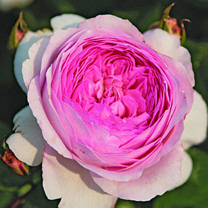 ALEXANDRA - PRINCESSE DE LUXEMBOURG