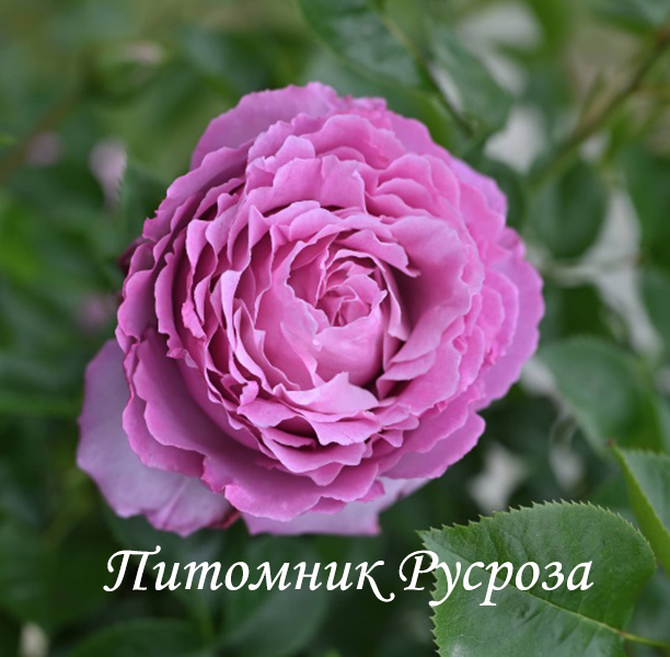 ALEXANDRA DAVID NEEL