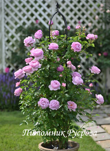 ALEXANDRA DAVID NEEL