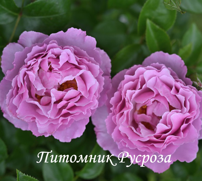 ALEXANDRA DAVID NEEL