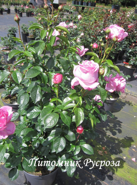 ALEXANDRA DAVID NEEL