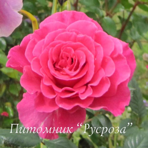 ALEXANDRA RENAISSANCE