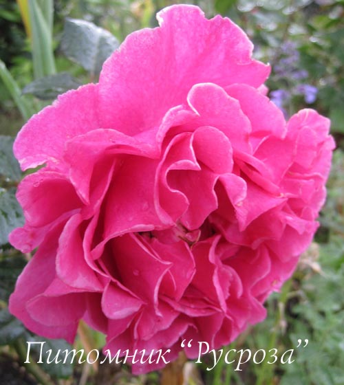 ALEXANDRA RENAISSANCE