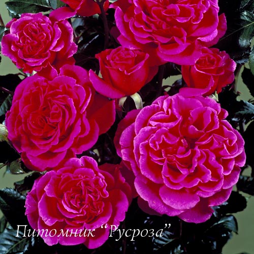 ALEXANDRA RENAISSANCE