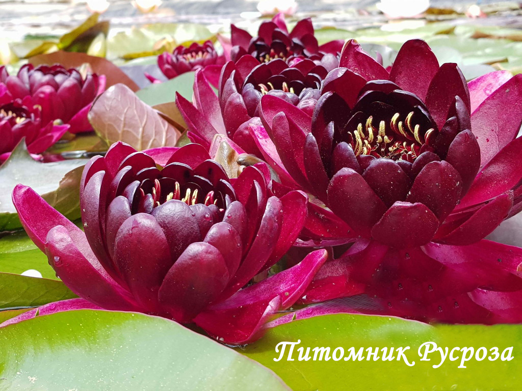 Нимфея (кувшинка) 