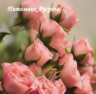 AMAEVELINA (EVELINA)