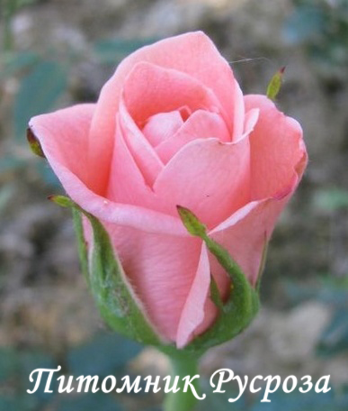 AMAEVELINA (EVELINA)