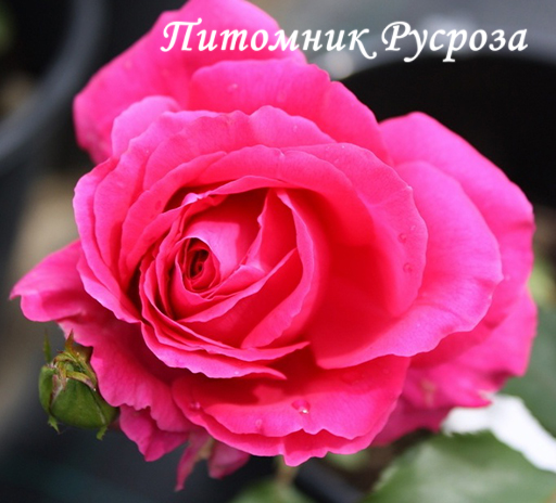 AMAEVELINA (EVELINA)