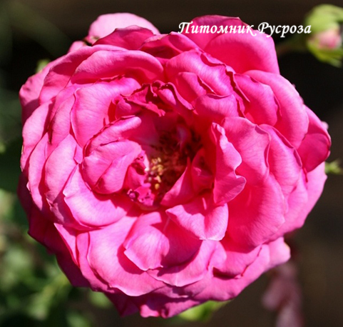 AMAEVELINA (EVELINA)