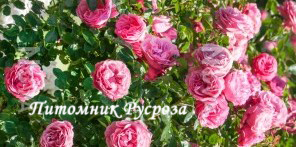 AMAEVELINA (EVELINA)