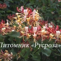 Жимолость каприфоль