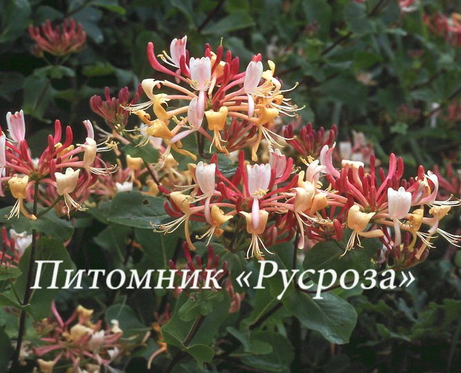 Жимолость каприфоль