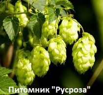 Хмель обыкновенный 