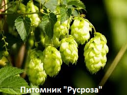 Хмель обыкновенный 