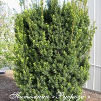 Тис средний 