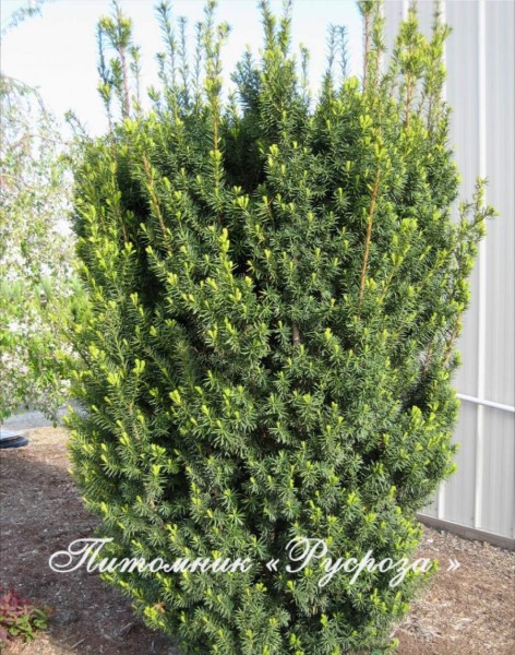 Тис средний 