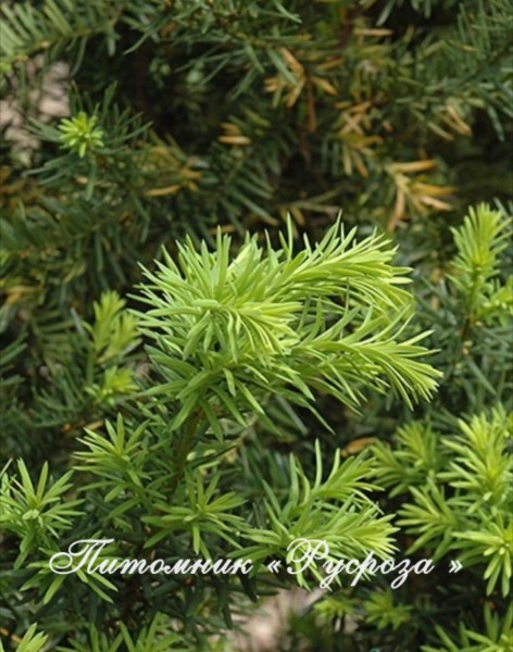 Тис средний 