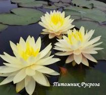 Нимфея (кувшинка) 