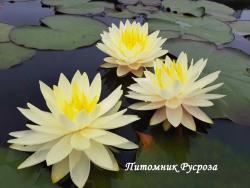 Нимфея (кувшинка) 