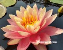 Нимфея (кувшинка) 