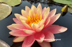 Нимфея (кувшинка) 